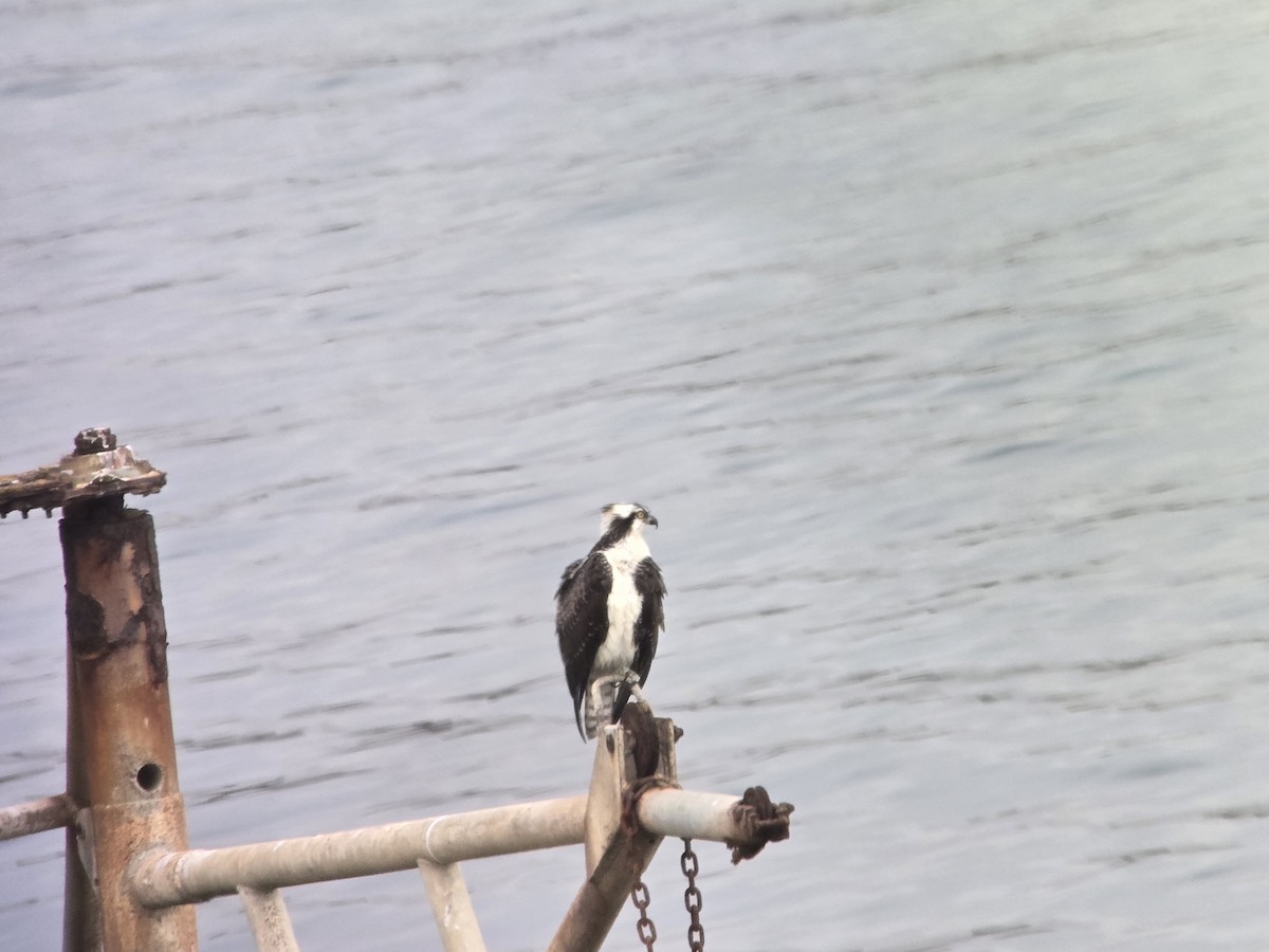 Osprey - ML642142411
