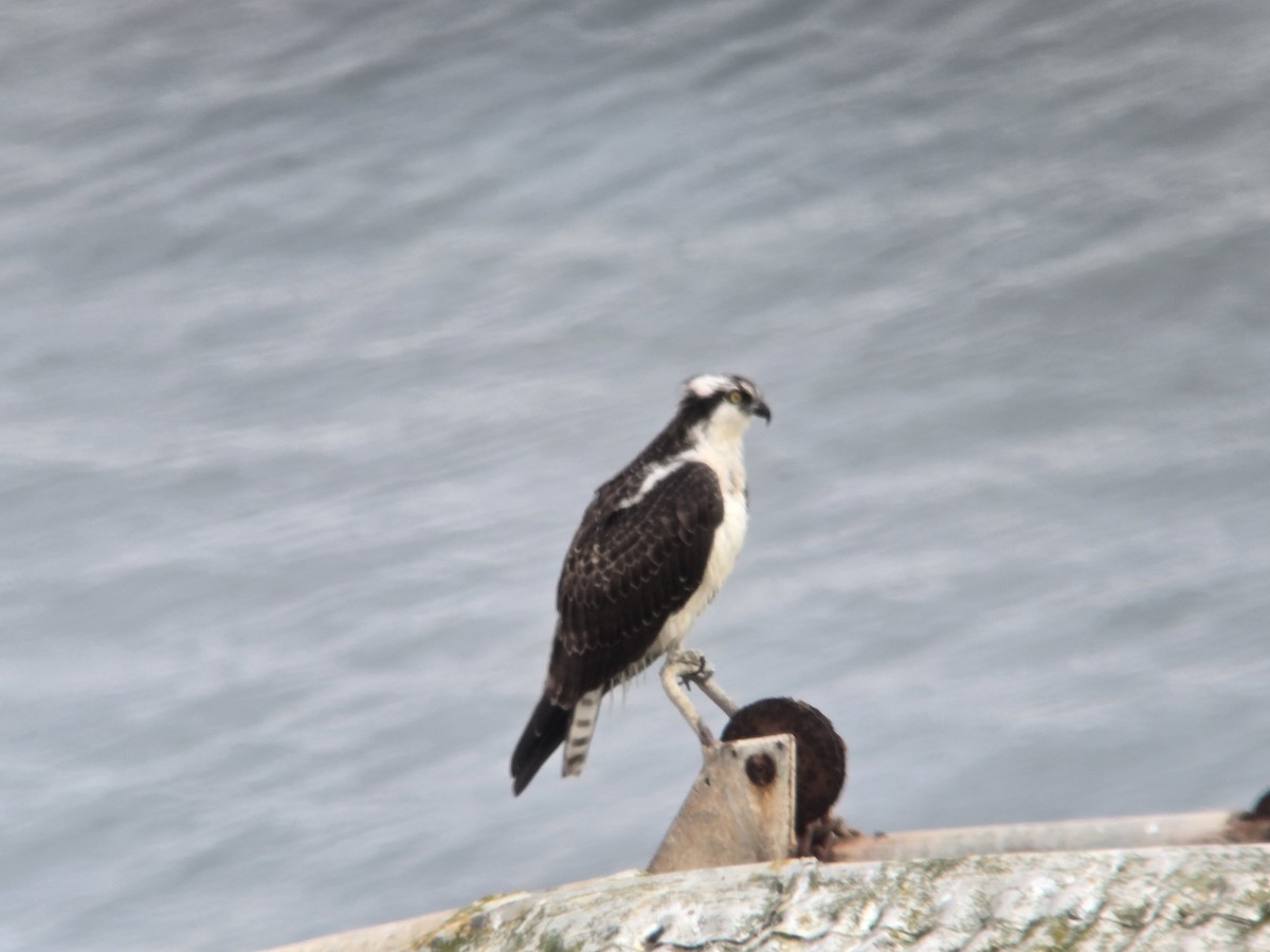 Osprey - ML642142412