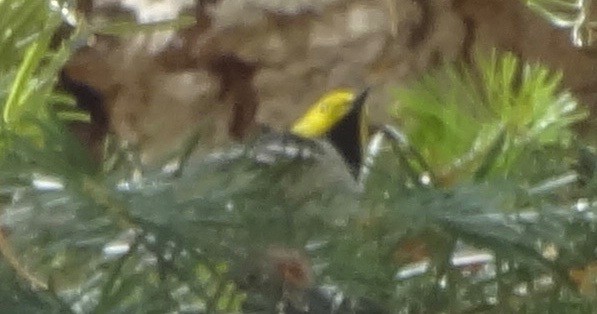 Hermit Warbler - ML642142413