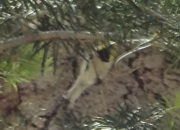 Hermit Warbler - ML642142414