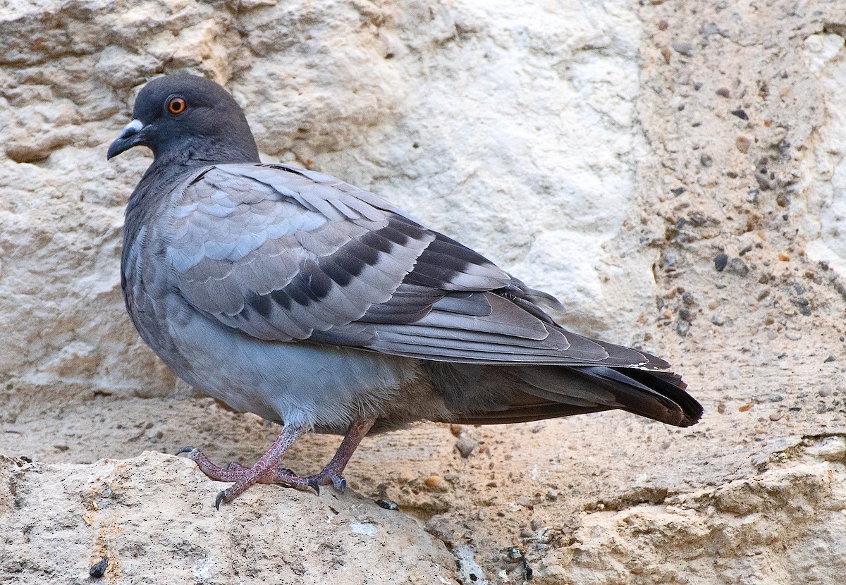 Rock Pigeon (Feral Pigeon) - ML642142422