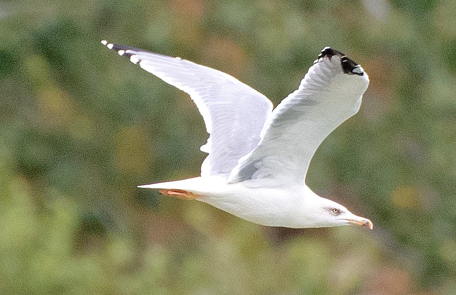 Yellow-legged Gull - ML642142424