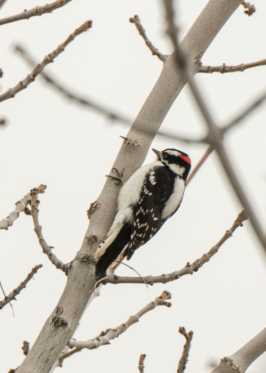 Downy Woodpecker - ML642142426