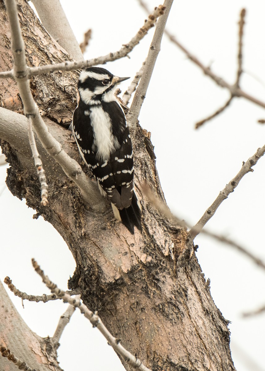 Downy Woodpecker - ML642142427