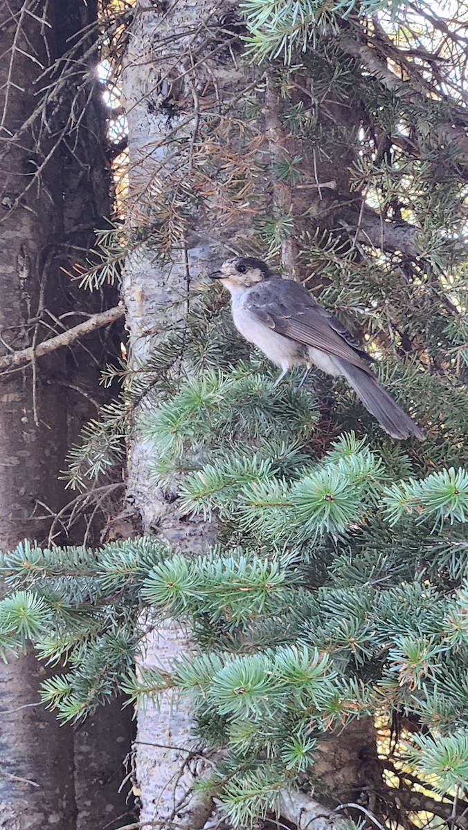 Canada Jay - ML642142428