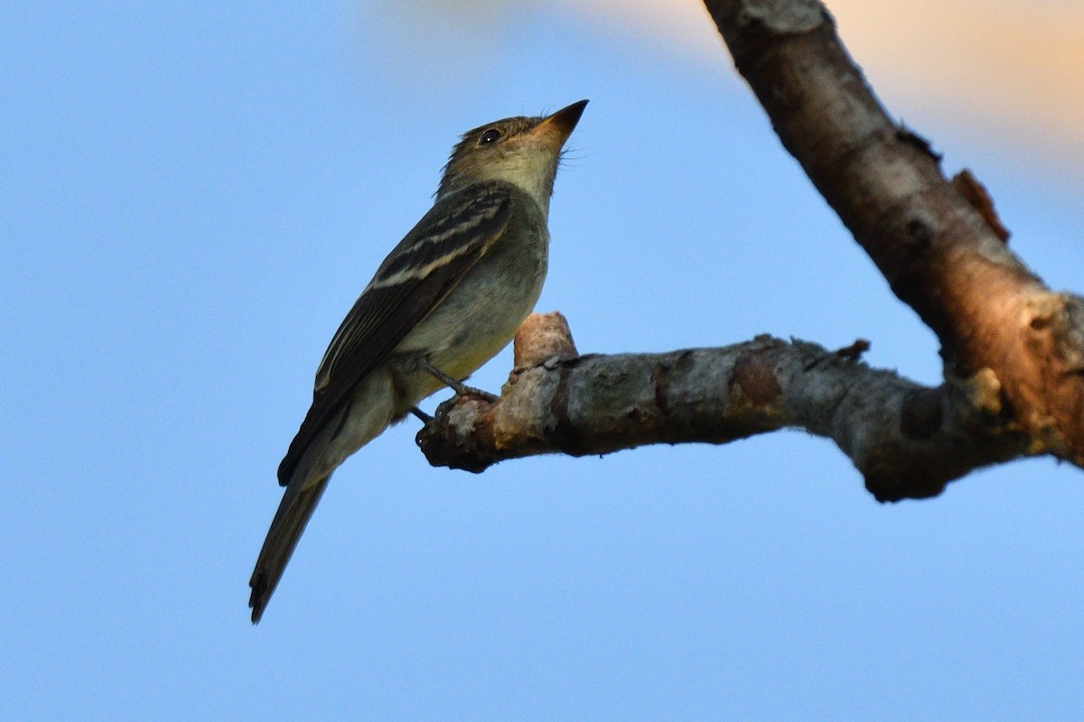 Eastern Wood-Pewee - ML642142430