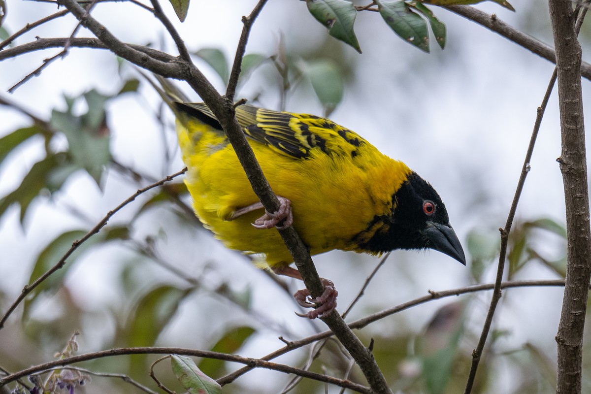 Village Weaver - ML642142431