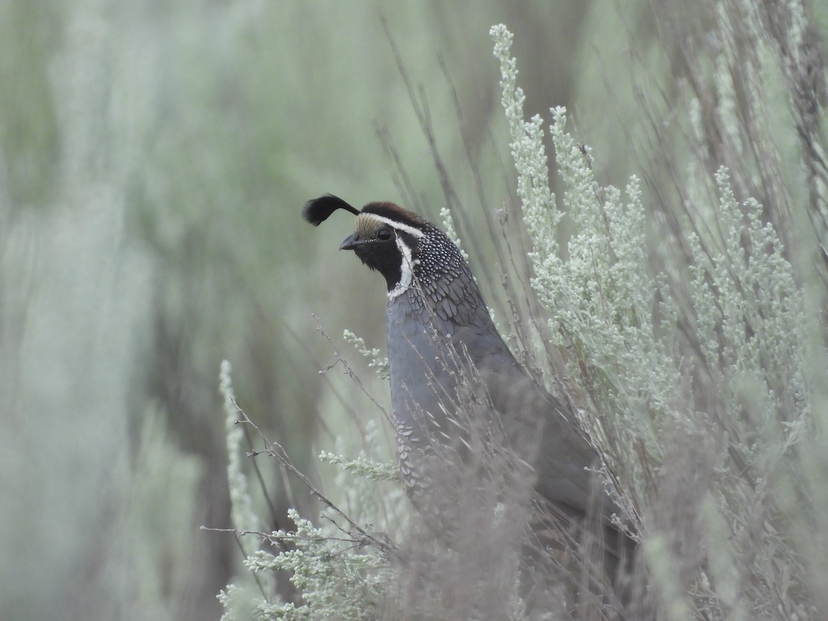 California Quail - ML642142432