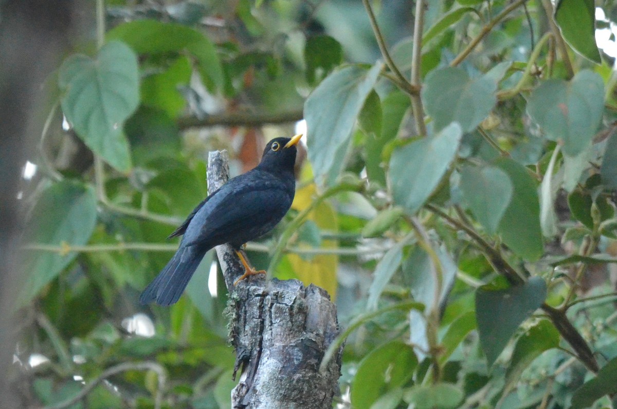 Yellow-legged Thrush - ML642142433