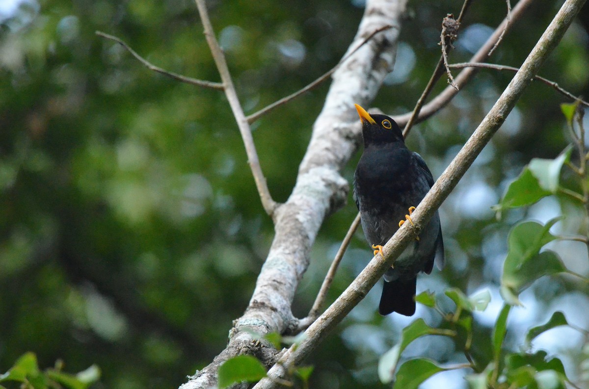 Yellow-legged Thrush - ML642142434