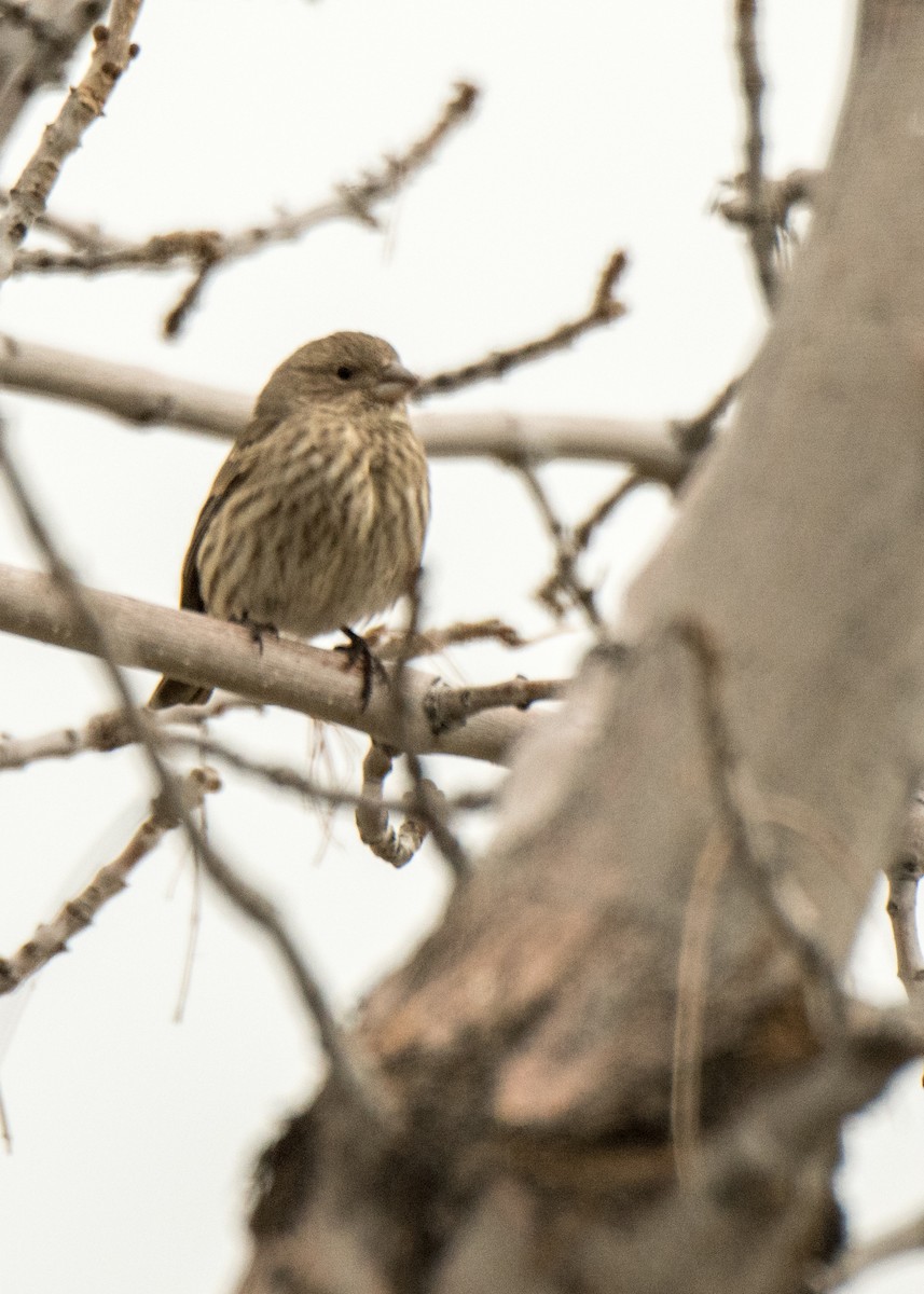 House Finch - ML642142436
