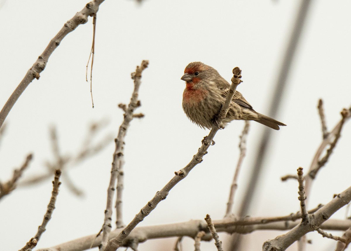 House Finch - ML642142437