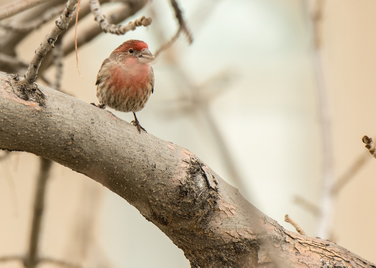 House Finch - ML642142438