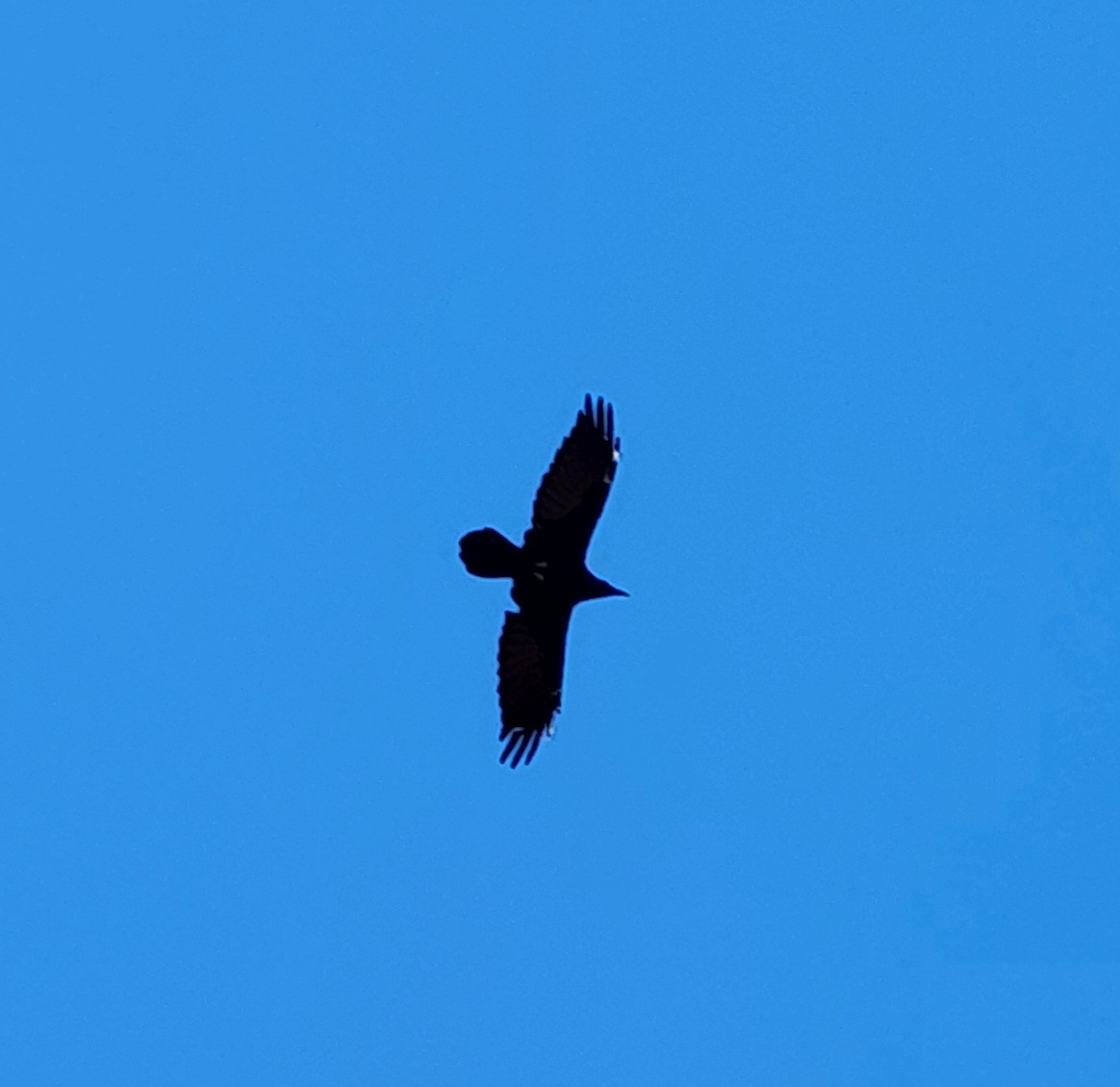 Common Raven - ML642142439