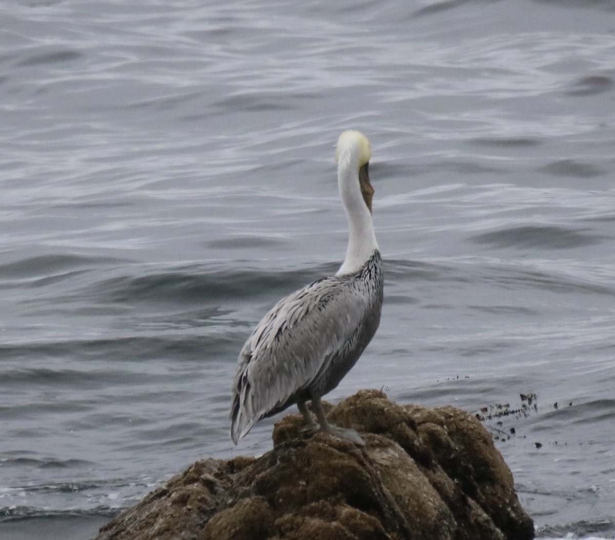 Brown Pelican - ML642142440