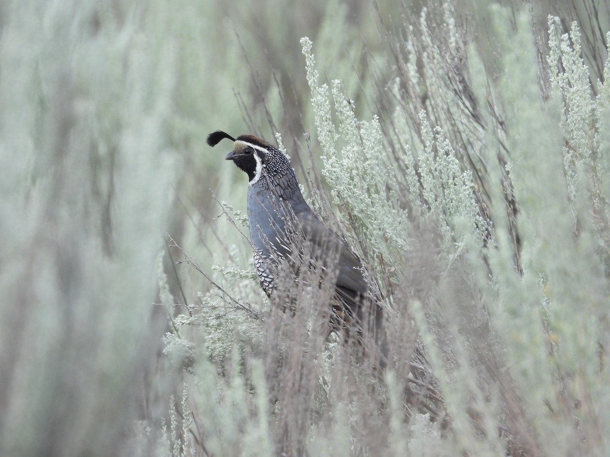 California Quail - ML642142441