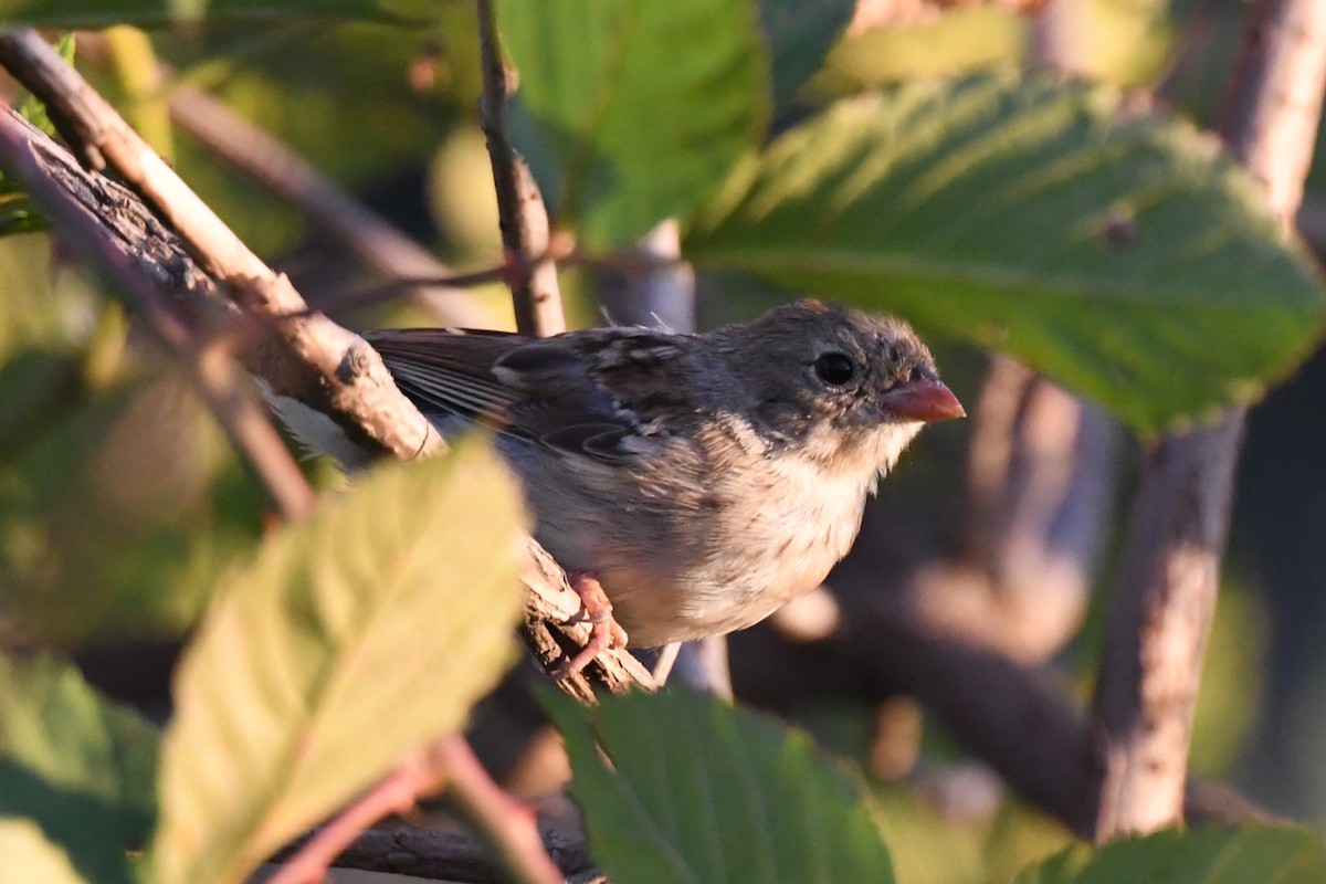 Field Sparrow - ML642142442