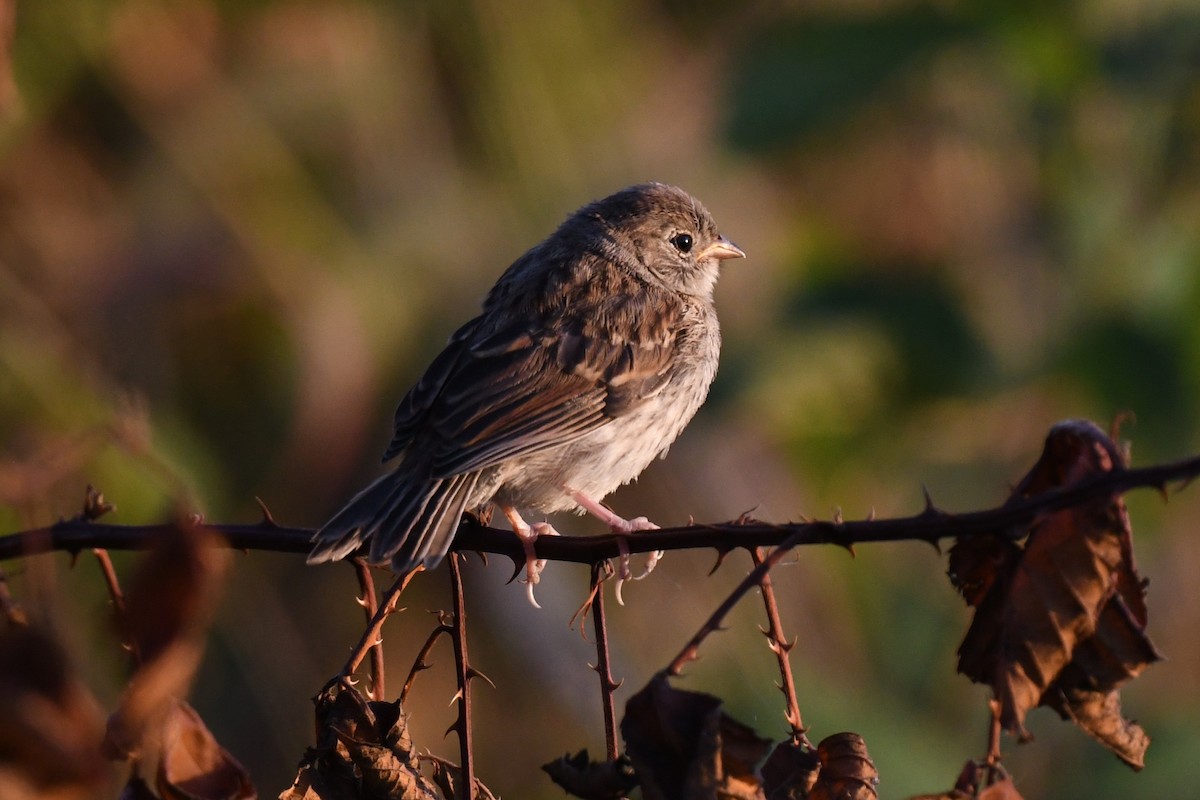 Field Sparrow - ML642142443
