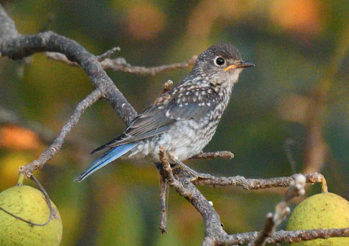 Eastern Bluebird - ML642142444