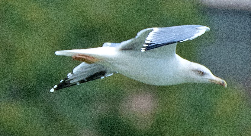 Yellow-legged Gull - ML642142446