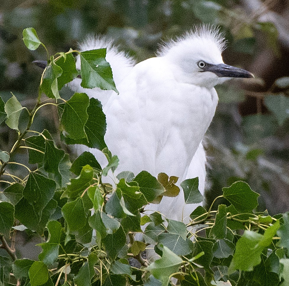 Little Egret - ML642142448