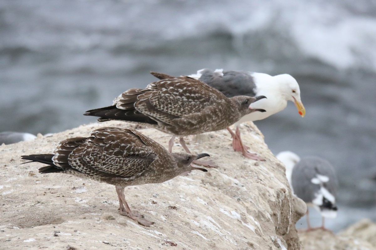 Gaviota Occidental - ML642142451