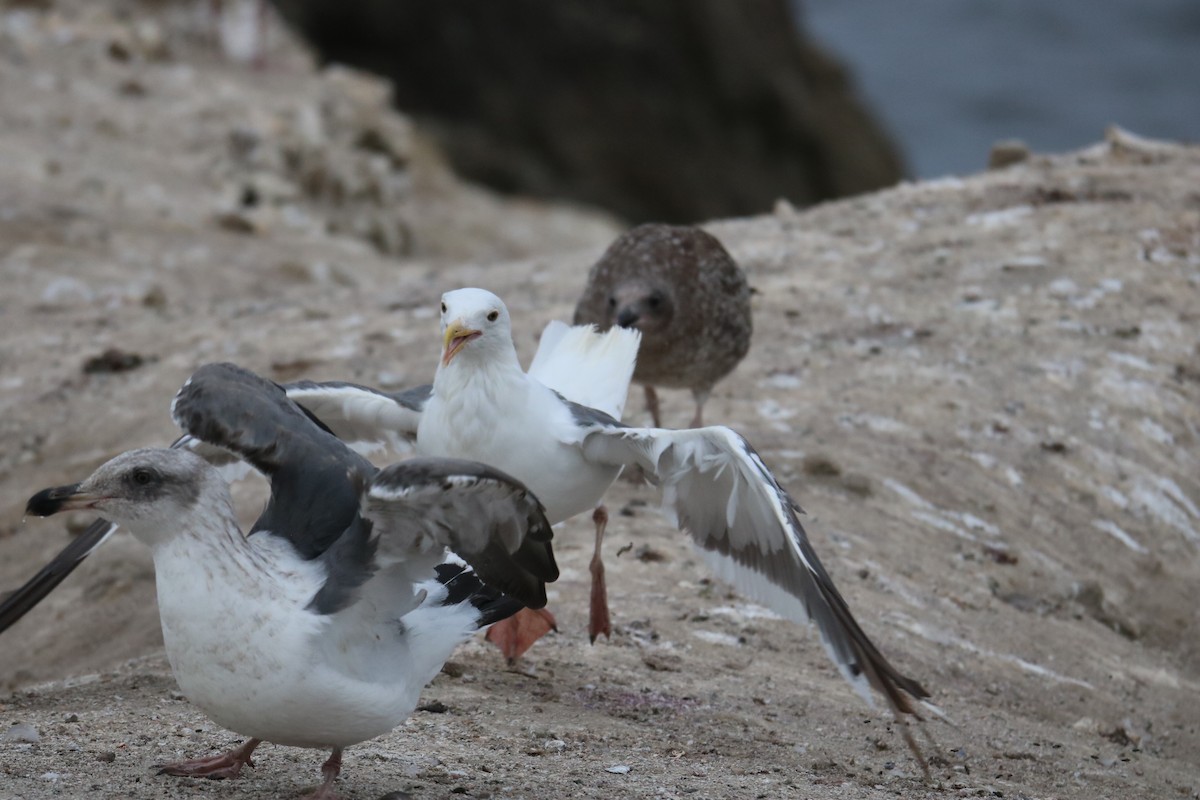 Gaviota Occidental - ML642142455