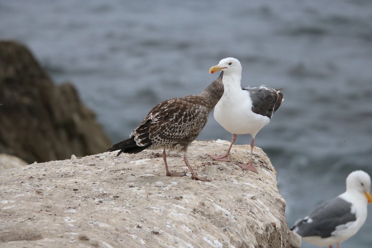 Gaviota Occidental - ML642142456