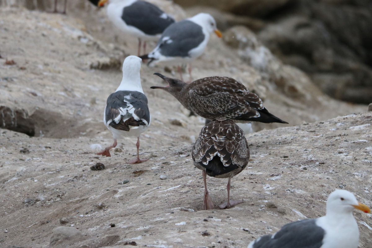Gaviota Occidental - ML642142459