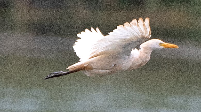 Western Cattle-Egret - ML642142462