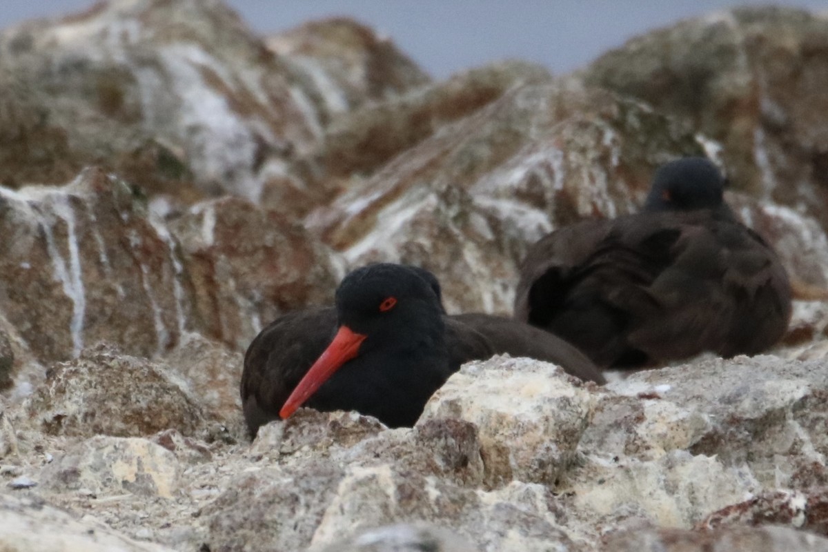 Black Oystercatcher - ML642142469