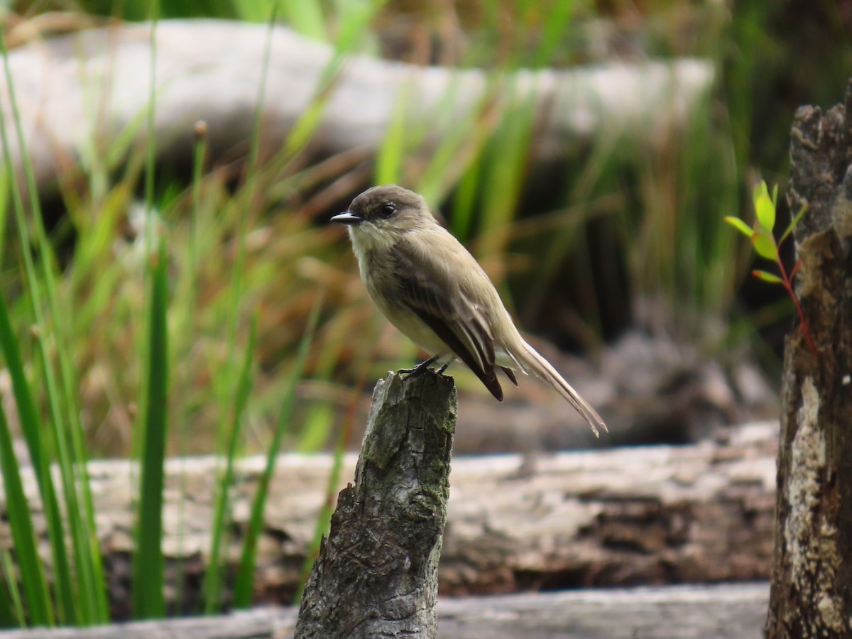 Eastern Phoebe - ML642142472