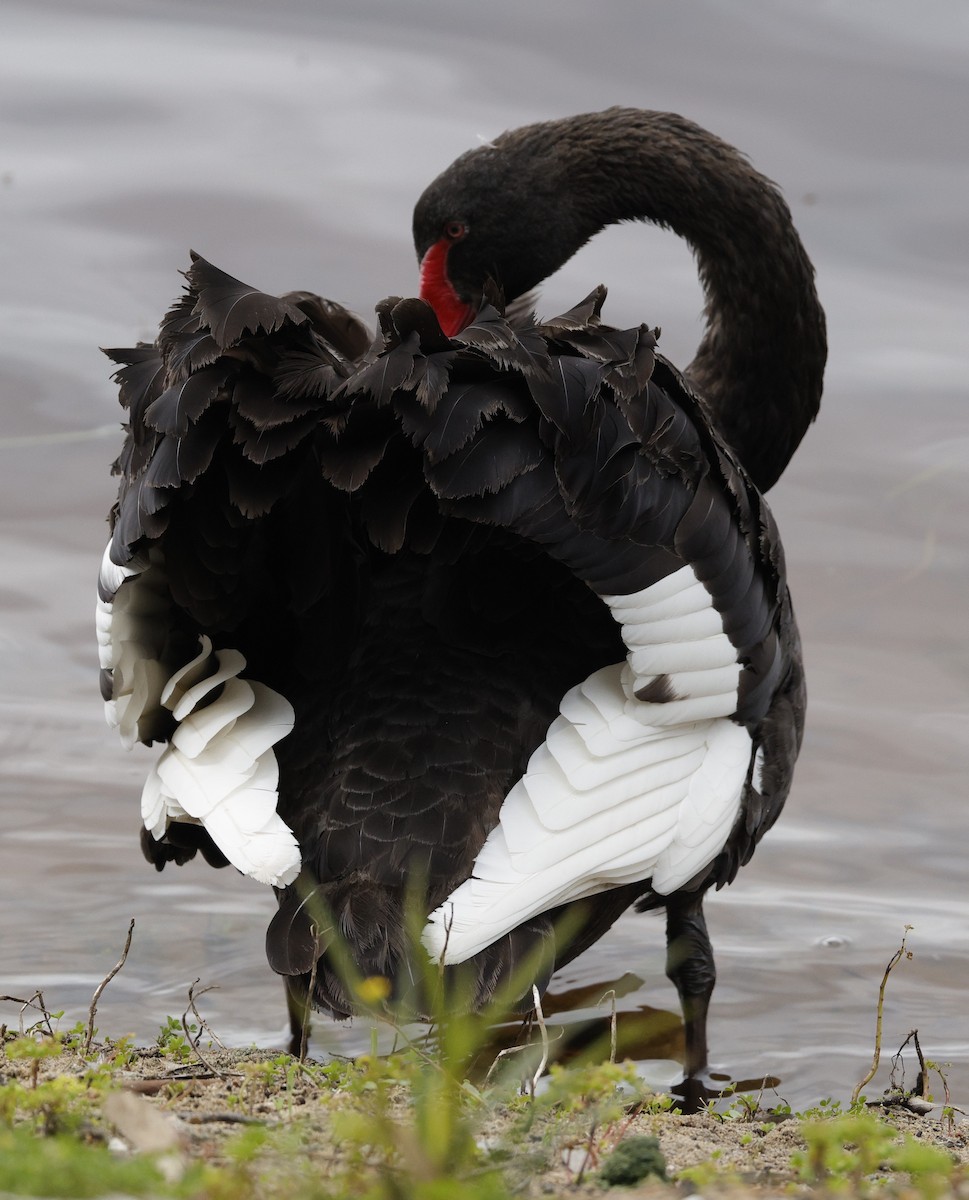 Cigno nero - ML642142473