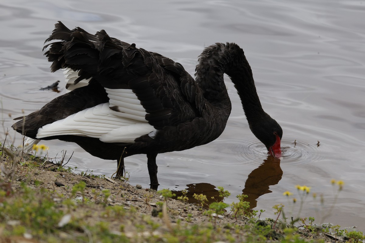 Cigno nero - ML642142474
