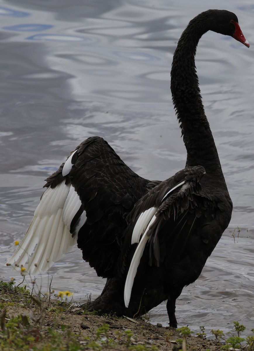 Cigno nero - ML642142475