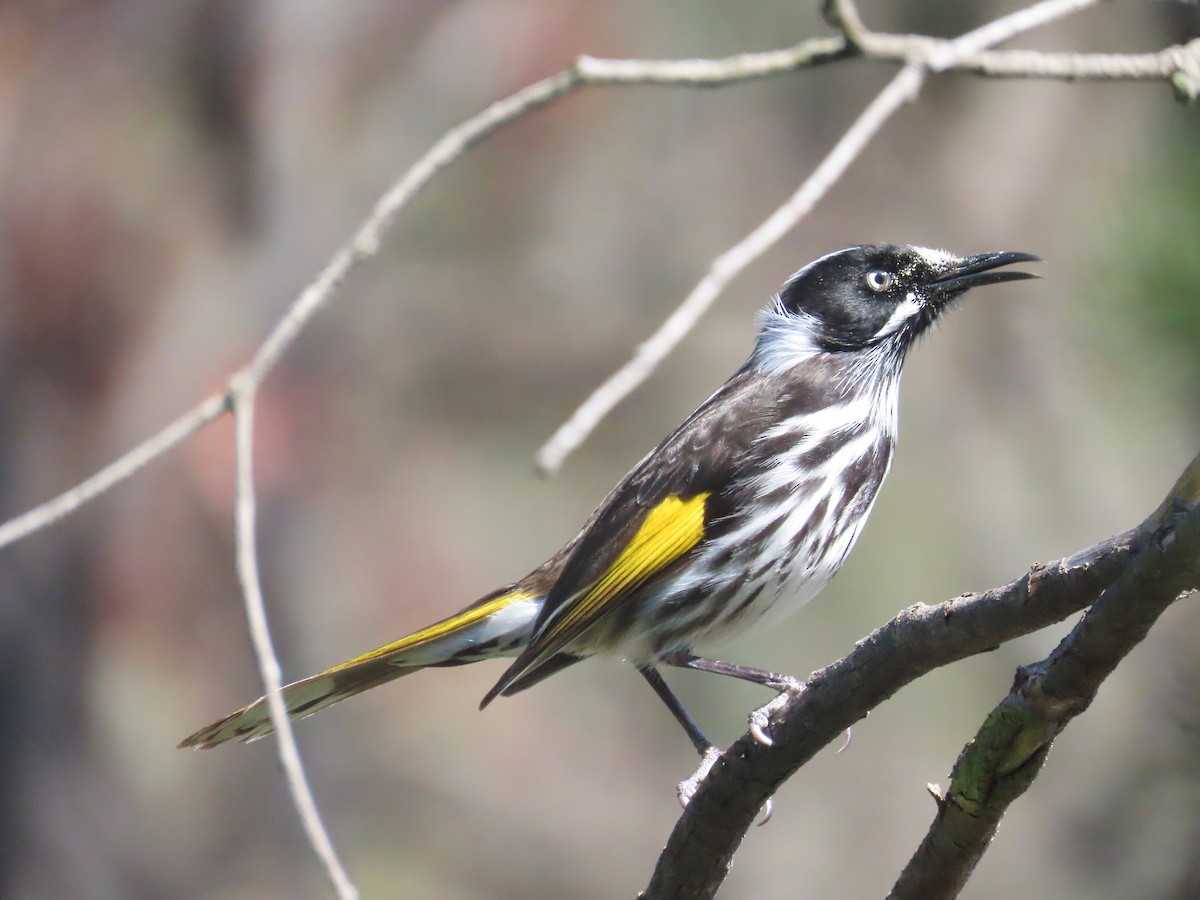 New Holland Honeyeater - ML642142484