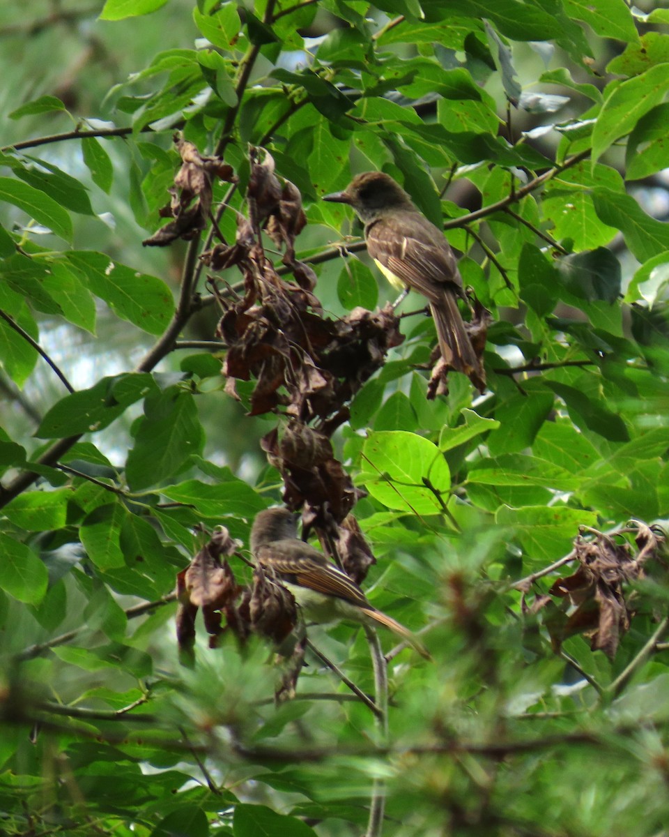 Great Crested Flycatcher - ML642142485
