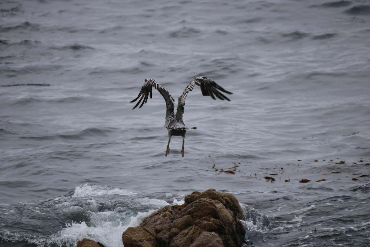 Brown Pelican - ML642142487