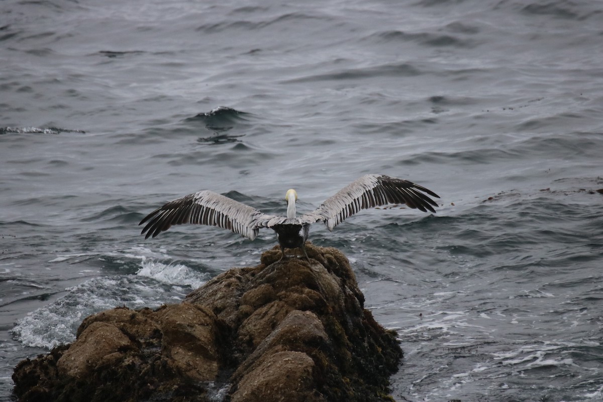 Brown Pelican - ML642142488