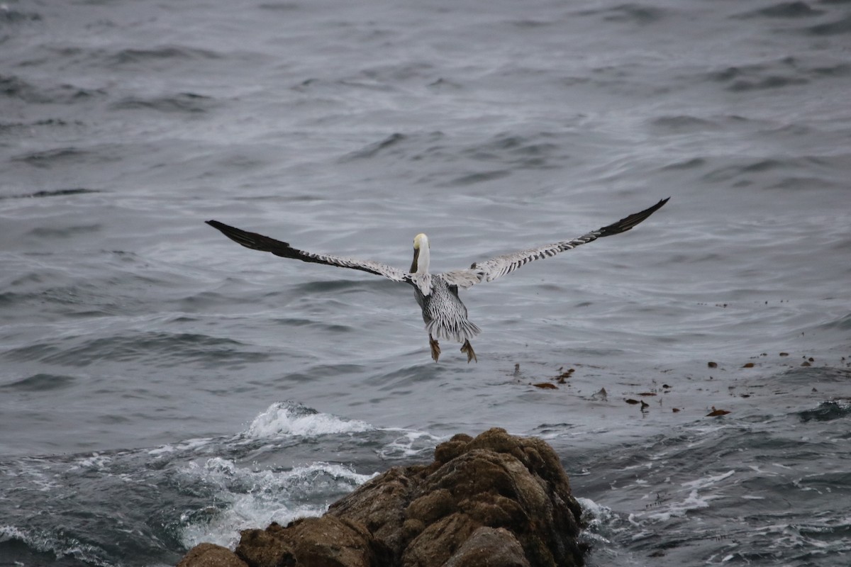 Brown Pelican - ML642142489