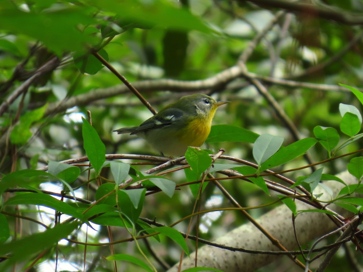Northern Parula - ML642142491