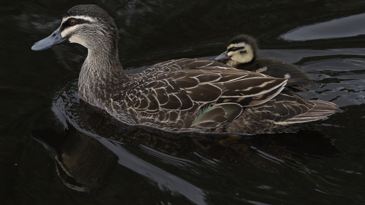 Pacific Black Duck - ML642142498