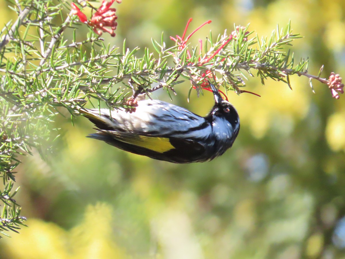 New Holland x White-cheeked Honeyeater (hybrid) - ML642142504