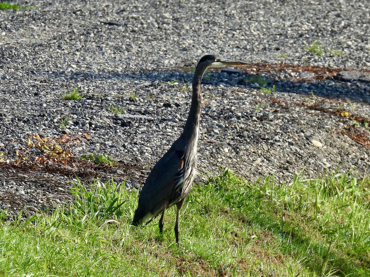 Great Blue Heron - ML642142513