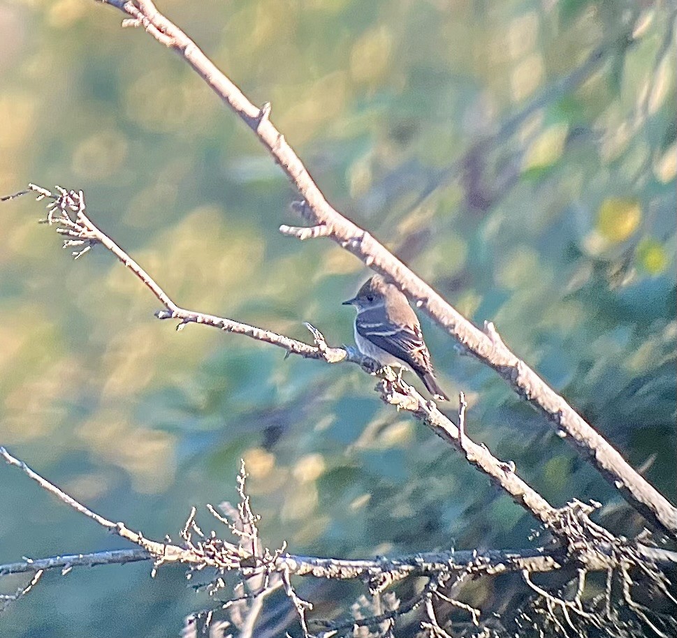 Western Wood-Pewee - ML642142519
