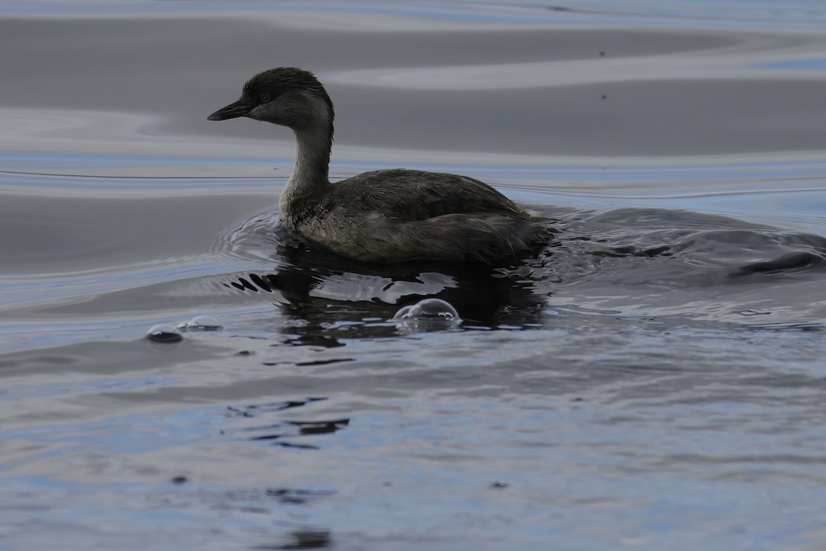 Hoary-headed Grebe - ML642142529
