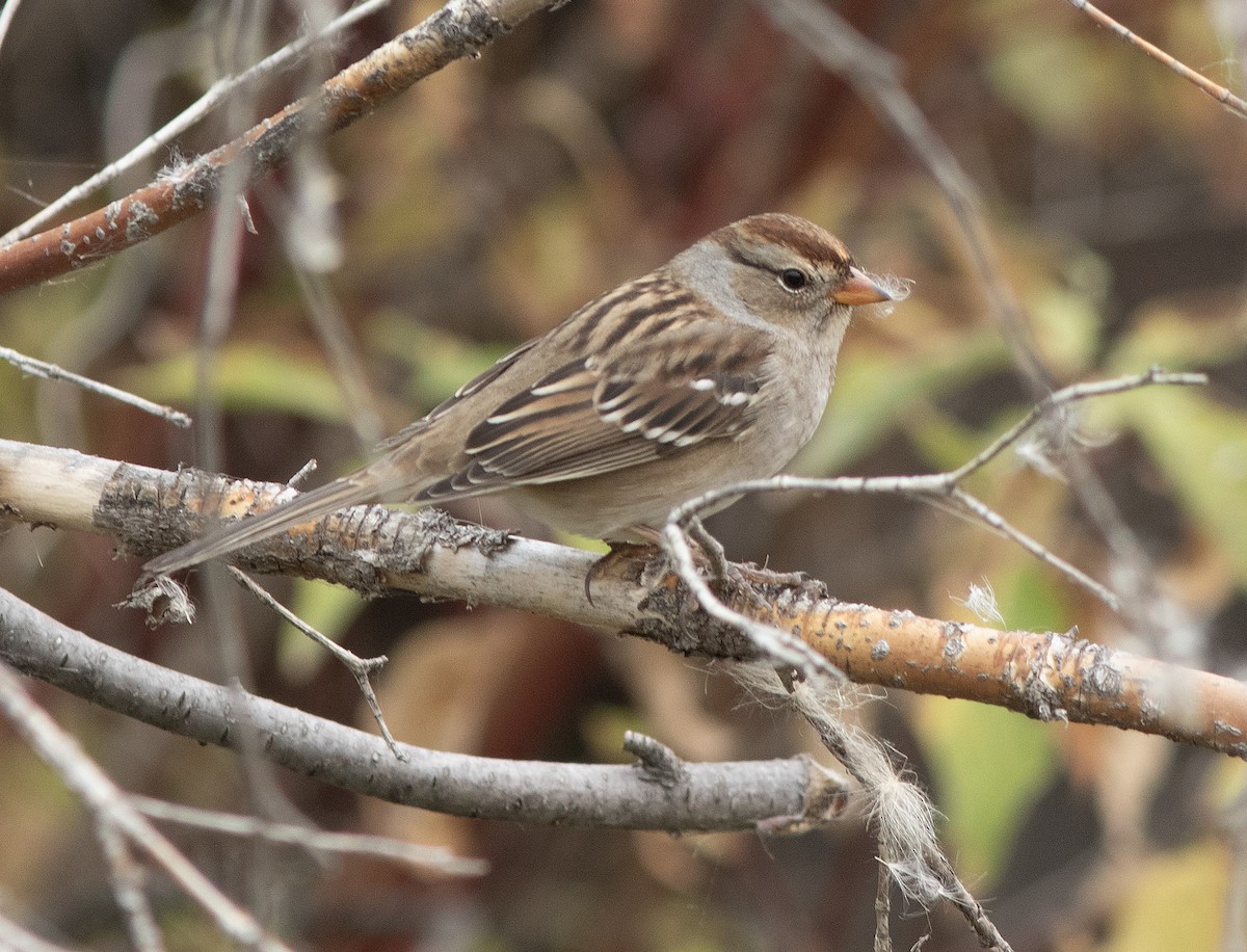 White-crowned Sparrow - ML642142537
