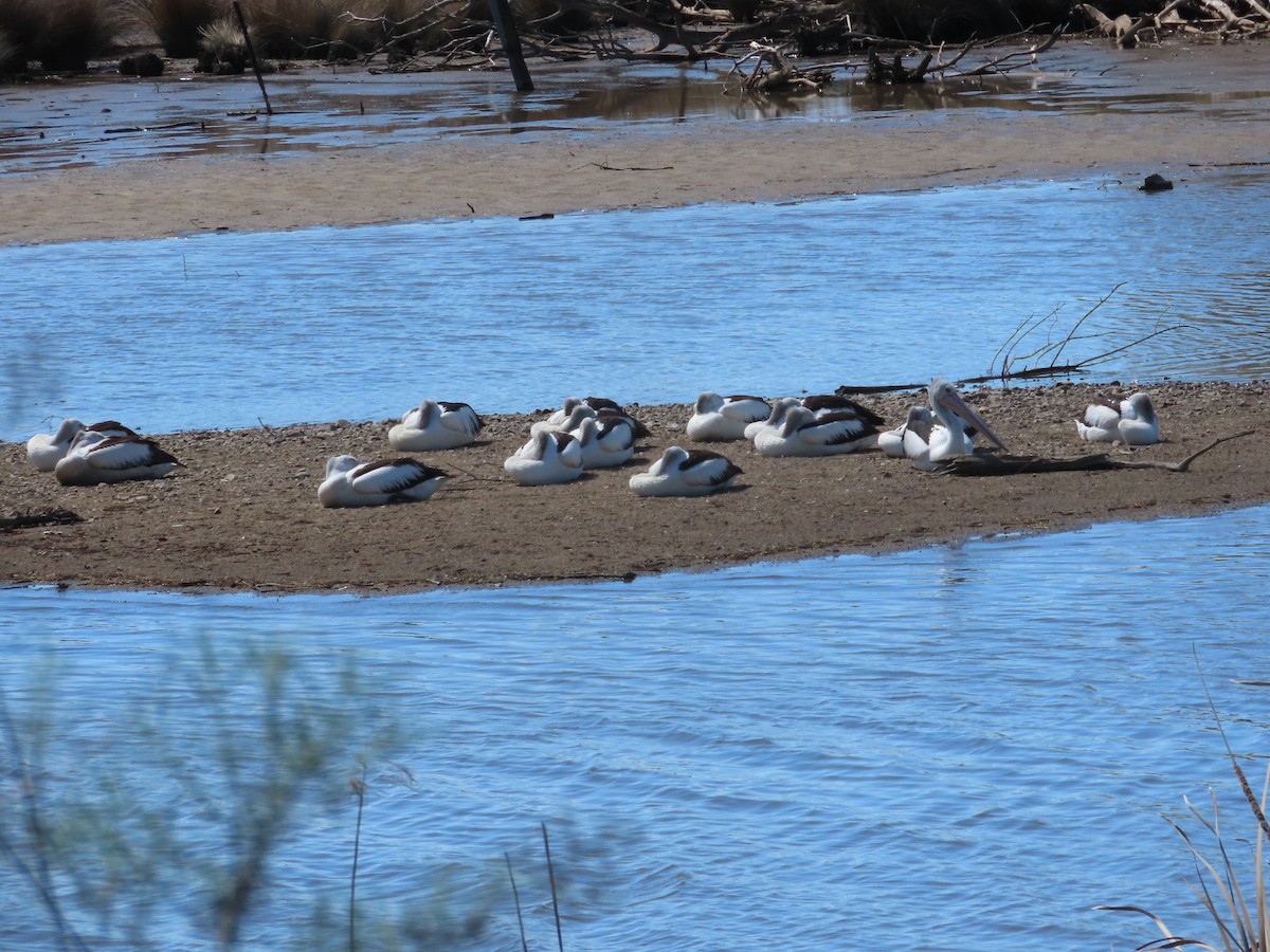 Australian Pelican - ML642142539