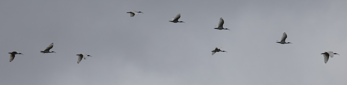 Australian Ibis - ML642142540