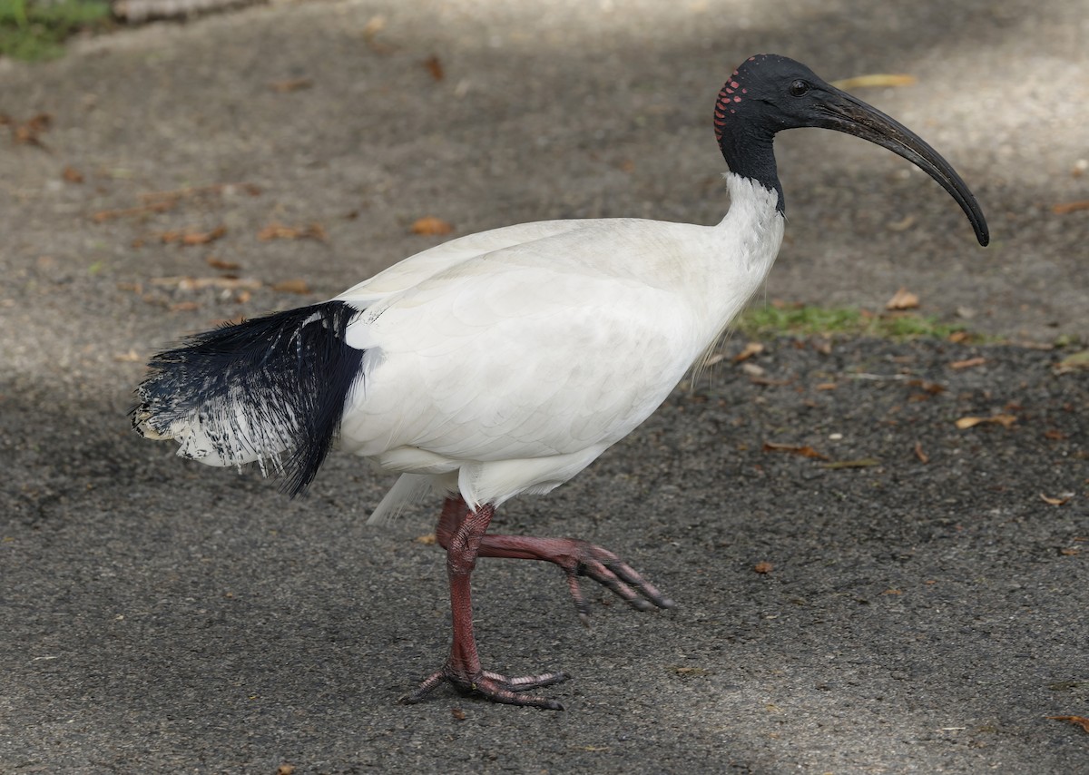 Australian Ibis - ML642142541